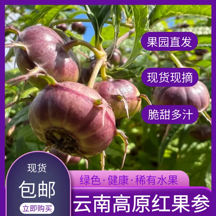 【顺丰包邮】云南红果参山荸荠新鲜应季稀有现摘水果蜘蛛果算盘果