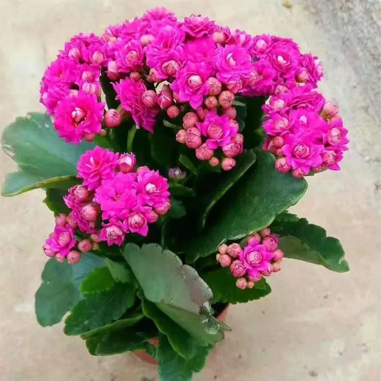 长寿花盆栽花卉重瓣大花植物室内绿植带花苞发货四季开花室内室内