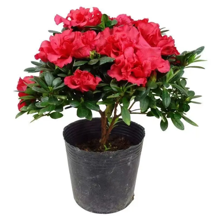 杜鹃花盆栽四季花卉绿植盆景净化空气开花高贵家居冠幅大室内优选
