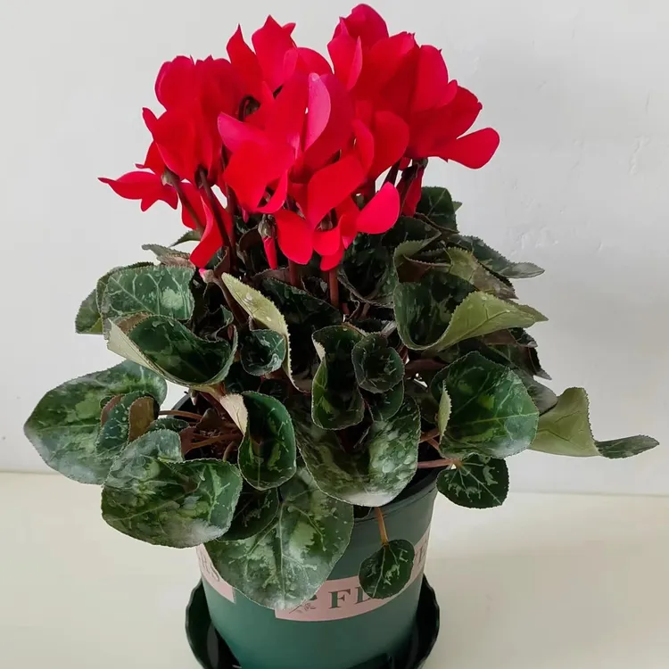 仙客来【精品】大盆苗盆栽带花年宵花卉花四季开花进口一代适合室内