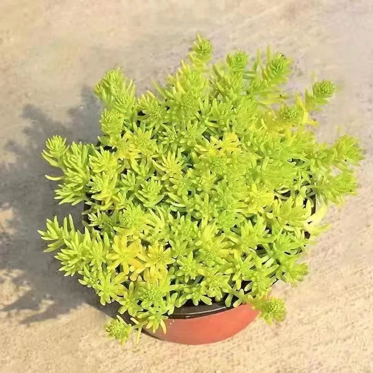 佛甲草地被植物四季观叶盆栽庭院假山绿化屋顶隔热耐热耐寒黄金色