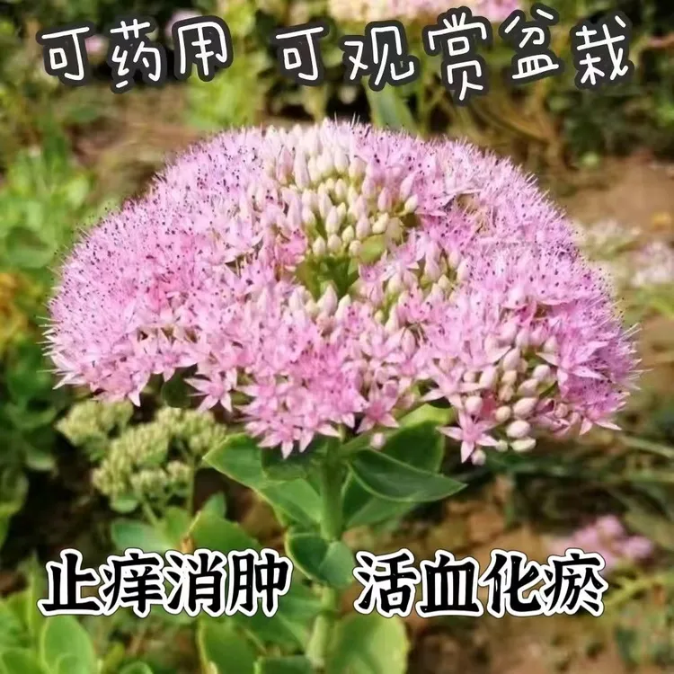 八宝景天盆栽植物蝎子草三起草阳台庭院绿植蚊虫叮咬多肉植物活血