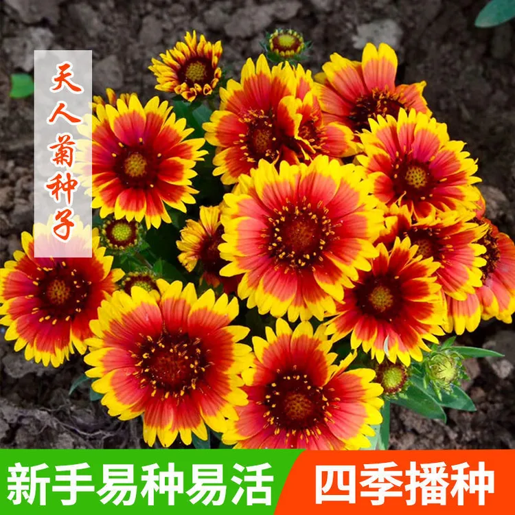 天人菊种子观赏花卉多年生花卉种子耐热耐旱盆栽花海绿化花草种子
