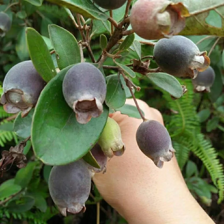 稔子种子山棯子果多尼山捻子果当泥桃金娘捻子南方野果种子