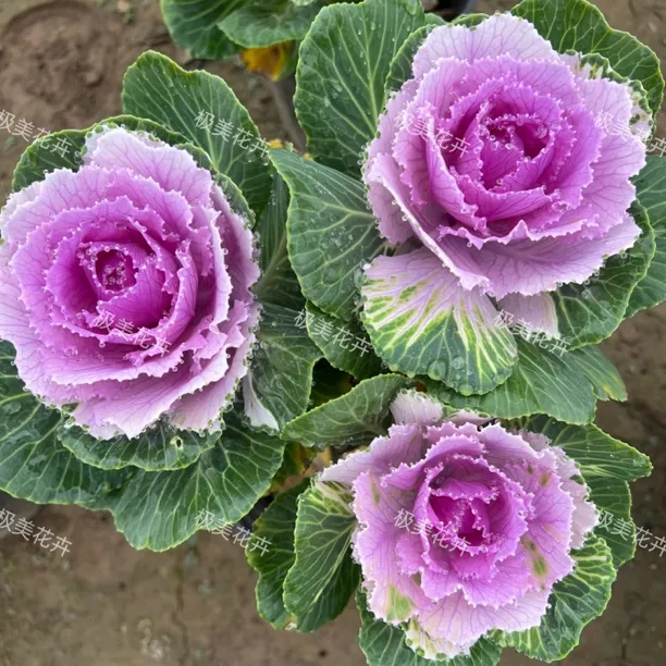 玫瑰甘蓝多头阳台庭院耐寒耐热多年生