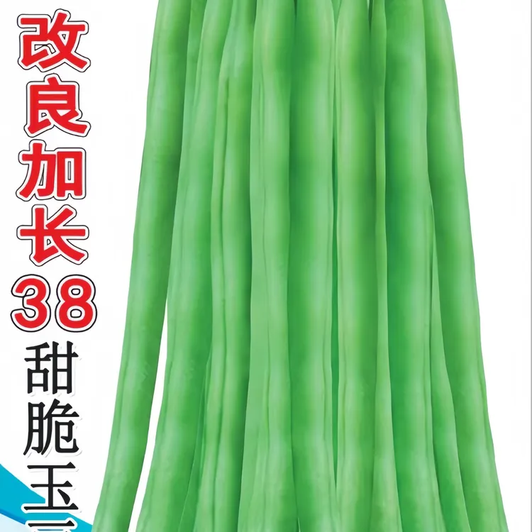 四季玉豆种子改良加长38甜脆玉豆