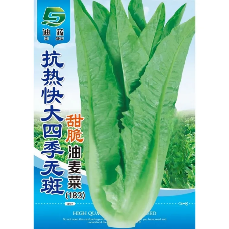 油麦菜种子183四季无斑甜脆油麦菜种籽