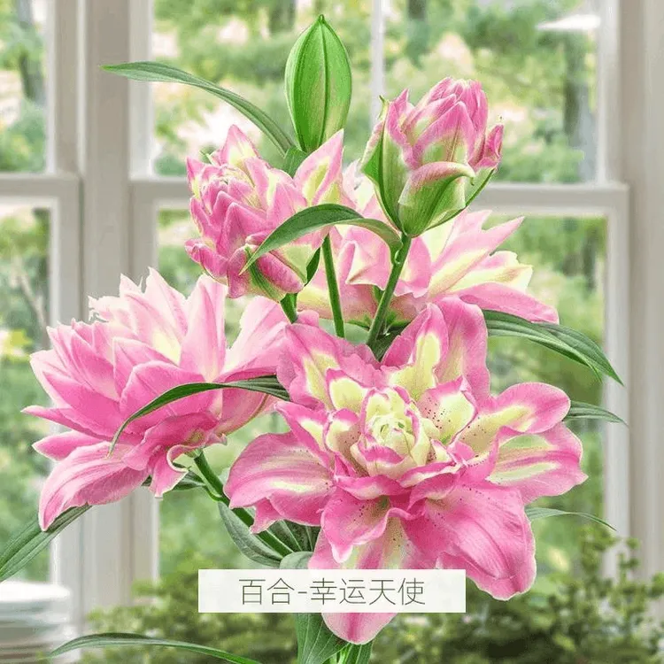 进口新品重瓣香水百合种球四季开花室内室外盆栽鲜花浓香型好养活