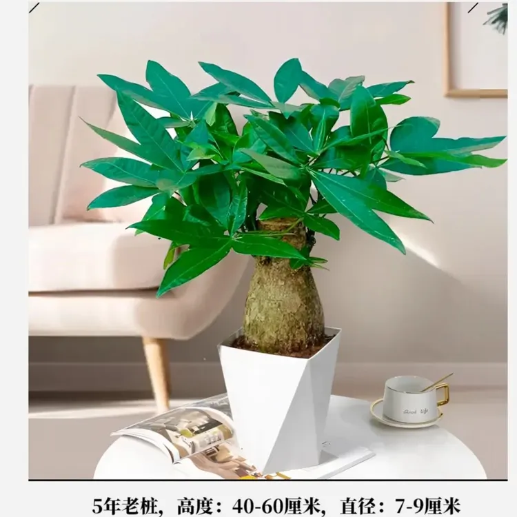 大象腿发财树摇钱树室内绿植大盆栽批发直播绿植客厅基地直发生长