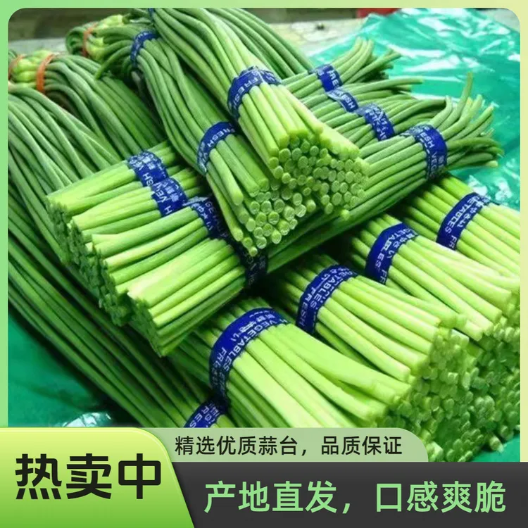 2024现摘白帽蒜薹新鲜现发鲜嫩蒜薹