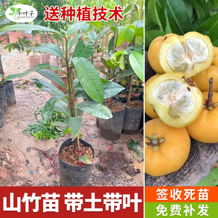 嫁接岭南苗木山竹盆栽庭院种植带土带叶常年可种植四季山竹树苗