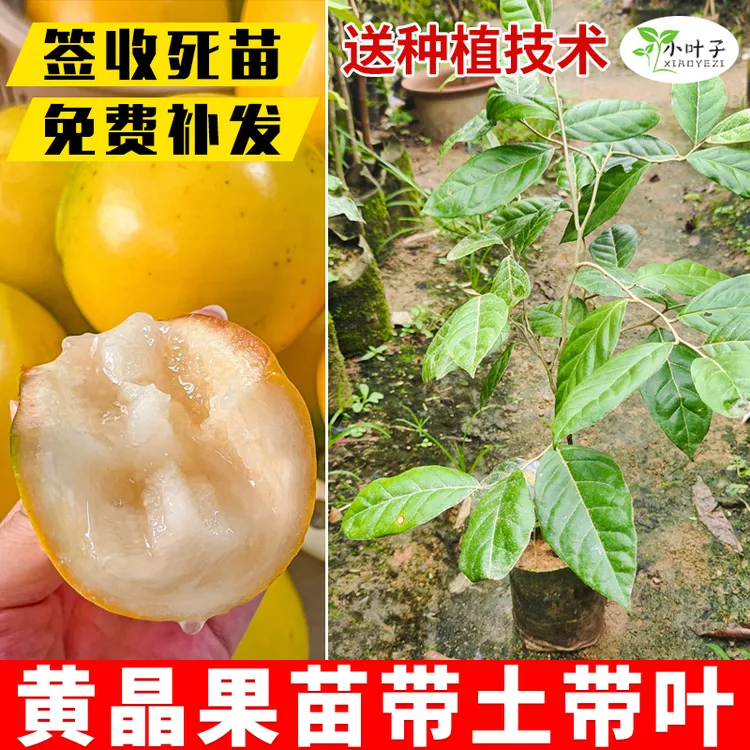 对版黄晶果苗黄晶果树苗嫁接奶香四季黄晶果苗木种植带土带叶发货