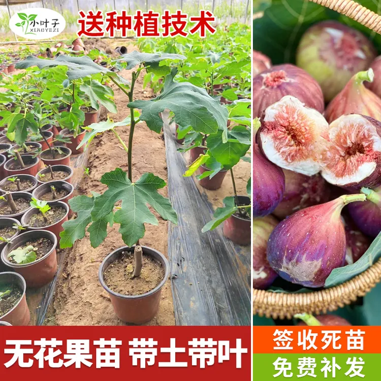 无花果树苗无花果树苗波姬红无花果树苗无花果树苗无花果树苗