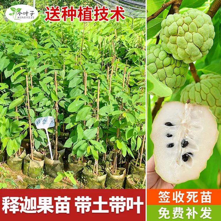 对版释迦果苗台湾凤梨苗木佛头果苗常年可种植带土带叶嫁接苗木
