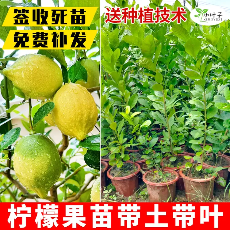 【中秋&双11】广东香水柠檬柠檬树果树苗大苗盆栽柠檬树果树大树苗