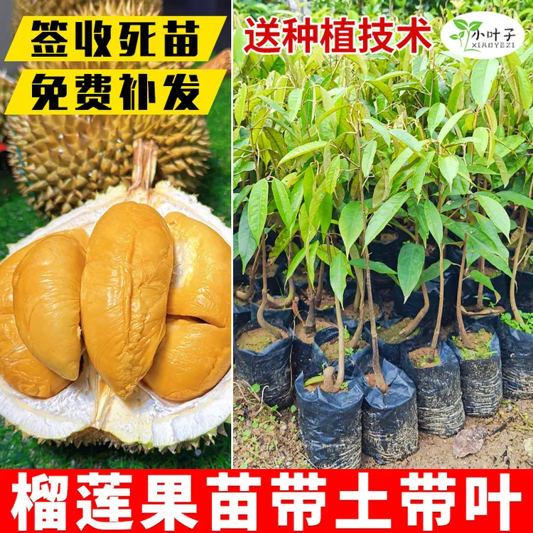 榴莲树苗广东南方榴莲树苗水果树苗榴莲苗榴莲猫山王榴莲树苗
