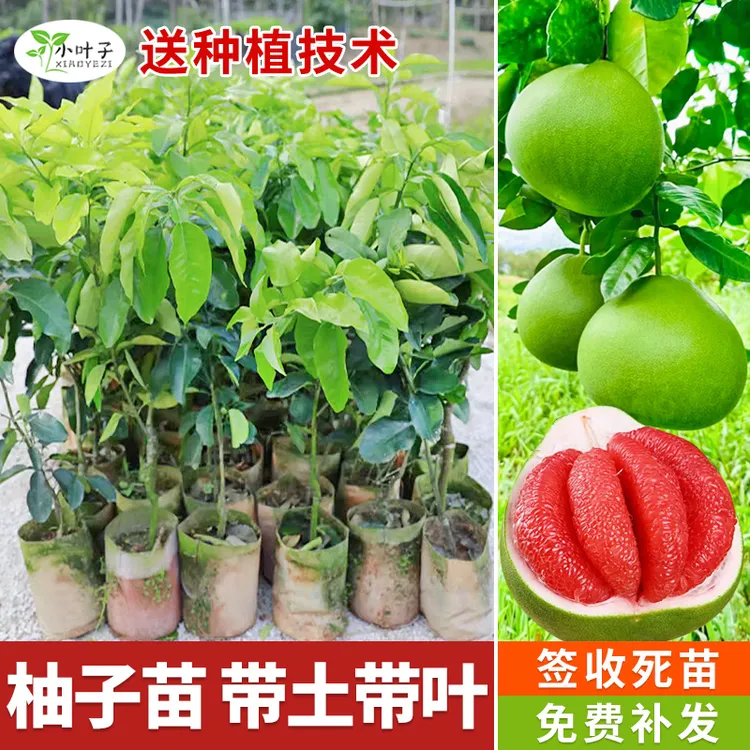 柚子苗庭院盆栽果树苗红柚子泰国红宝石沙田柚现挖现发柚子树苗