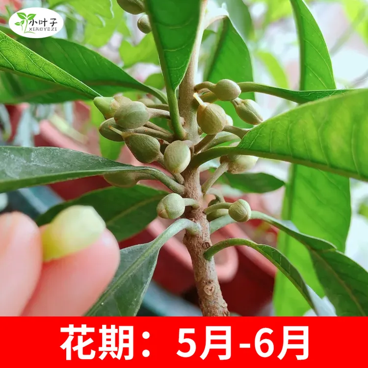 对板蛋黄果树苗耀堂仙桃苗木营养杯发货四季种植苗木带土带叶发货