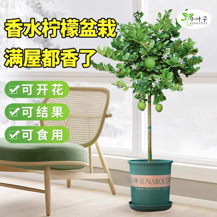 广东香水柠檬盆栽可食用带土带叶大杯苗可选柠檬树盆栽直播卖