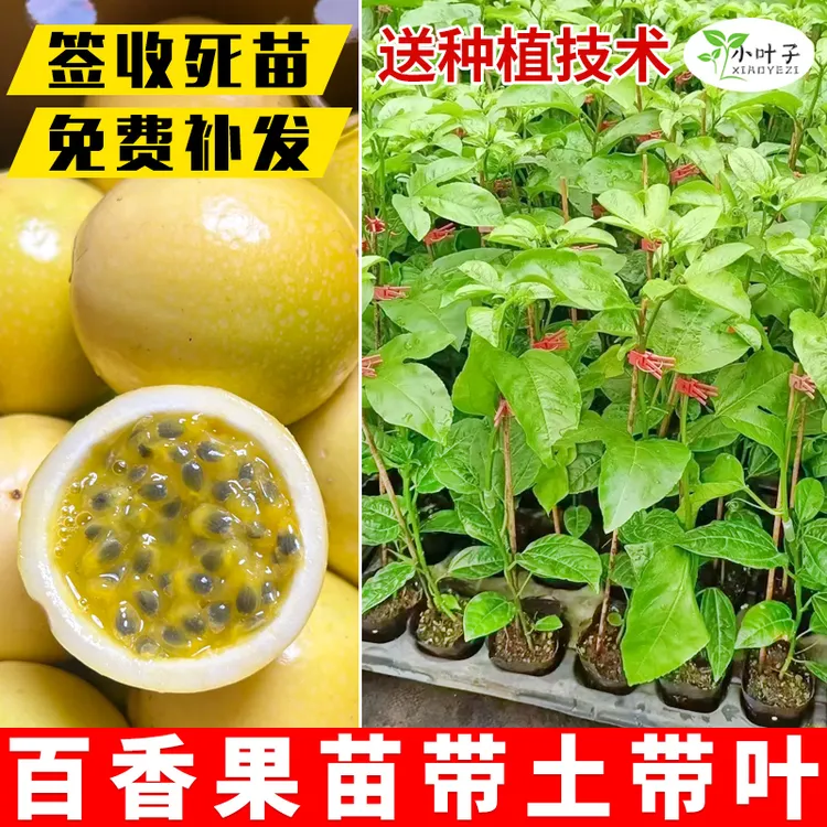【中秋&双11】黄金百香果树苗满天星百香果庭院盆栽种植百香果树苗