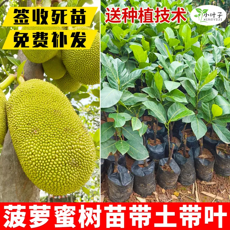 嫁接菠萝蜜苗马来西亚榴莲蜜果苗种植带土培育果树苗直播出售苗木