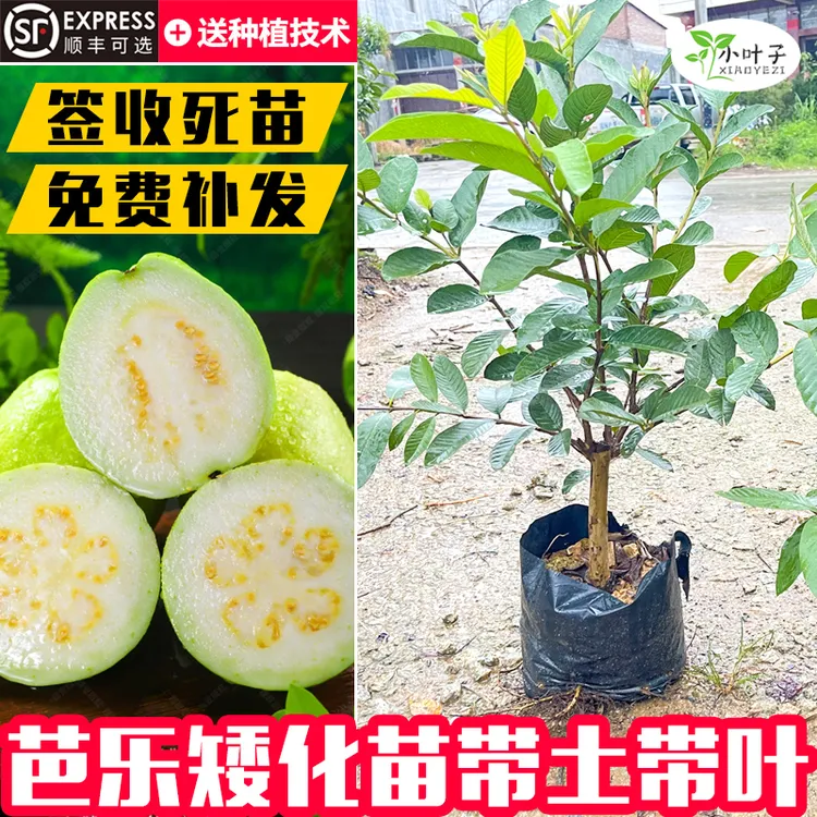 矮化结果芭乐苗番石榴苗带花带果大苗番石榴软糯香甜带土带叶树苗