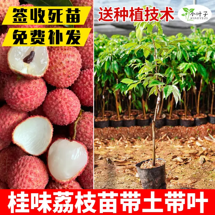 广西灵山荔枝苗嫁接桂味荔枝树苗庭院阳台可种带叶带土发货果苗