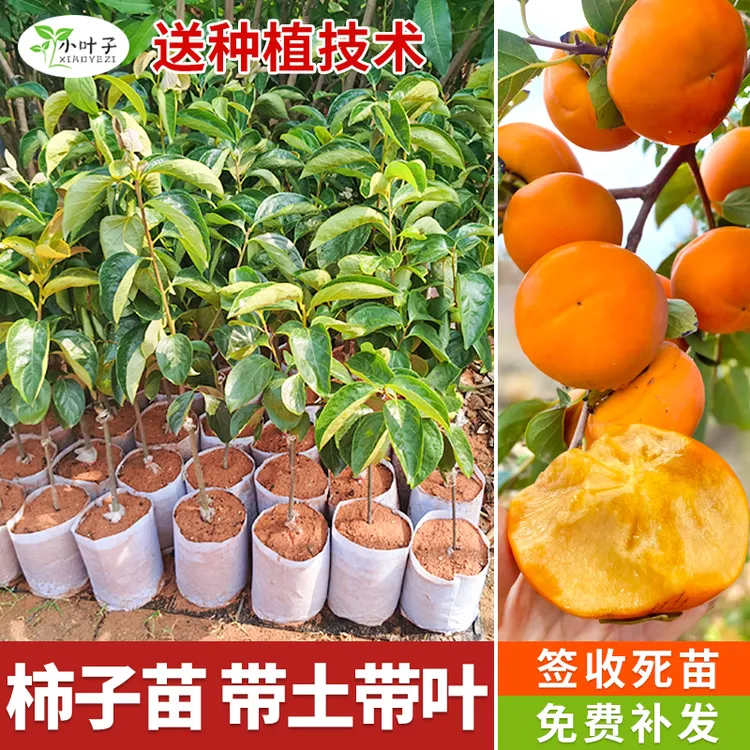 柿子树庭院大棵矮化盆栽柿子树柿子树盆栽老桩柿子树基地直销直播