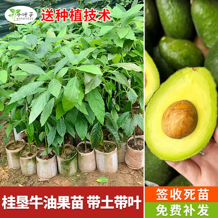 【中秋&双11】嫁接牛油果树苗哈斯牛油果带叶牛油果树种植果树苗