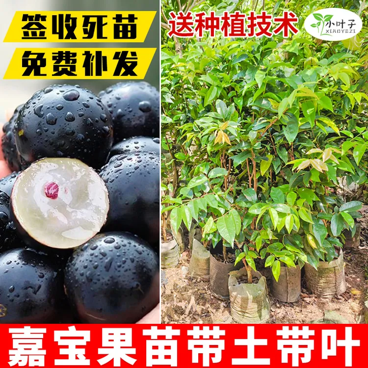 嘉宝果树苗艾斯卡苗木四季结果嘉宝果苗带土带叶杯苗发货四季种植