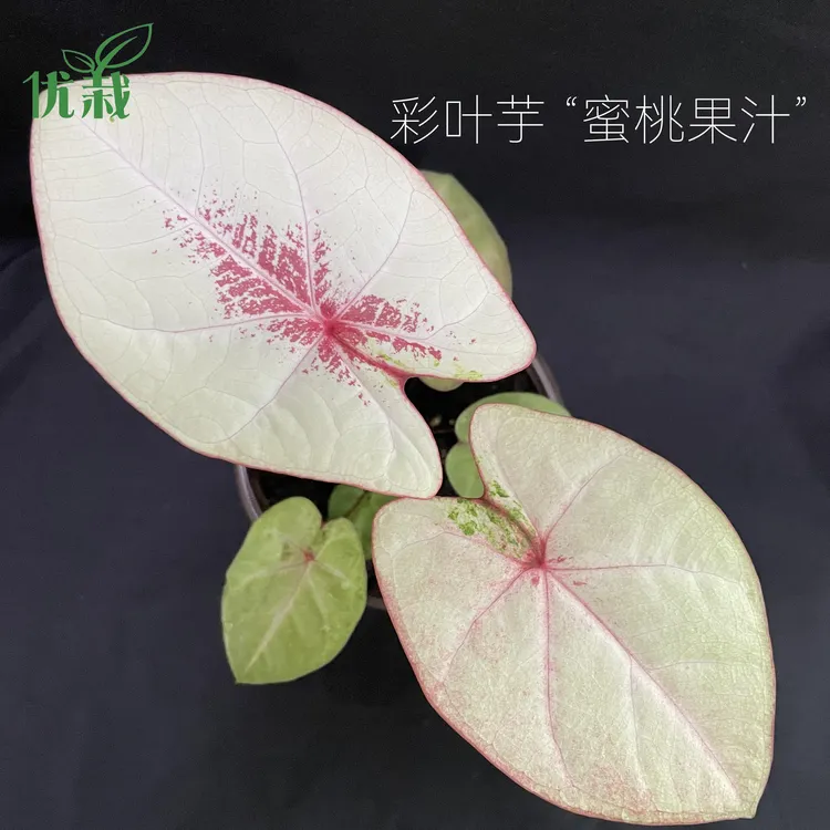 彩叶芋整点秒杀室内观叶盆栽，轻微叶损不售后，介意勿拍