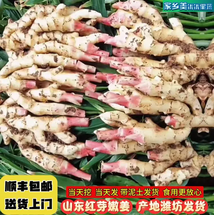 顺丰包邮山东潍坊安丘红芽嫩仔姜送货上门现挖现发带泥土发货