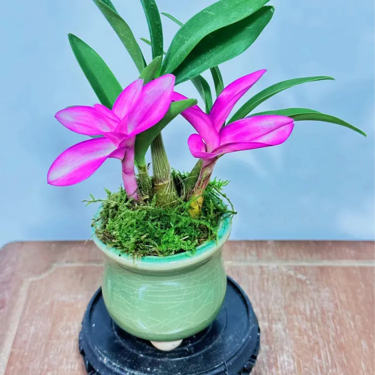 七彩石斛兰茶桌迷你绿植遮光种植养植株低温室内花卉植物养护生长