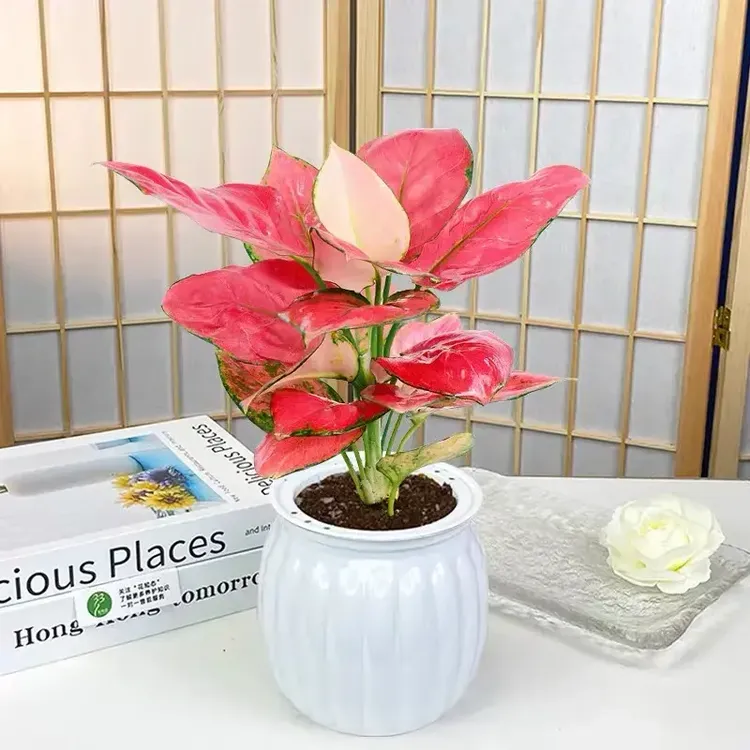 吉利红盆栽如意皇后适合新手懒人养的绿植办公桌面花卉绿植物盆景