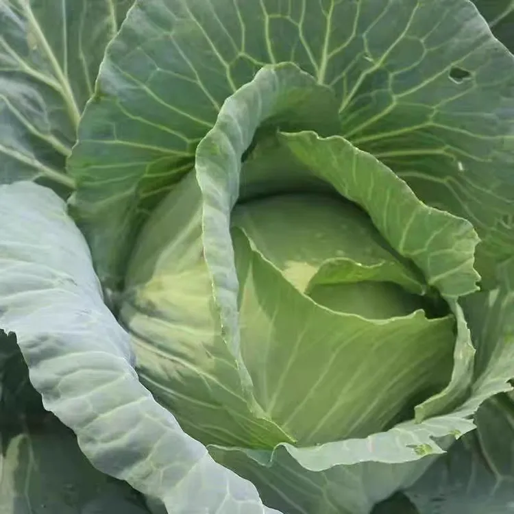 农家老品种平包菜4.5-5斤包邮