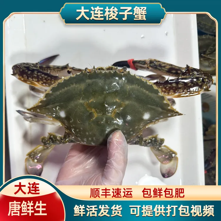 大连皮口梭子蟹飞蟹2斤起拍单只三两以上【保鲜不保活】