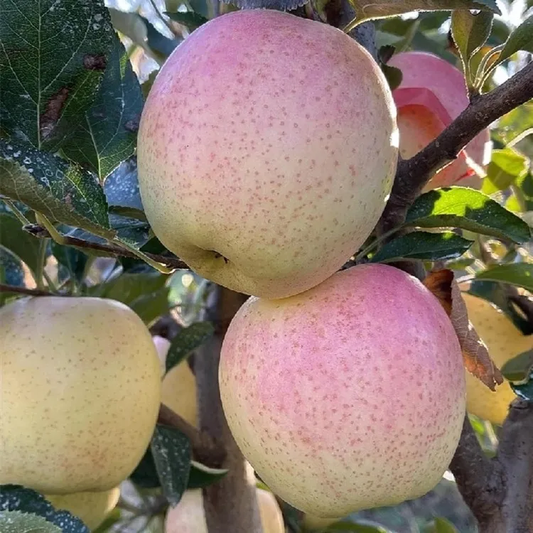 （5斤装）庄河王林苹果雀斑美人酥脆香甜产地直发应季现摘