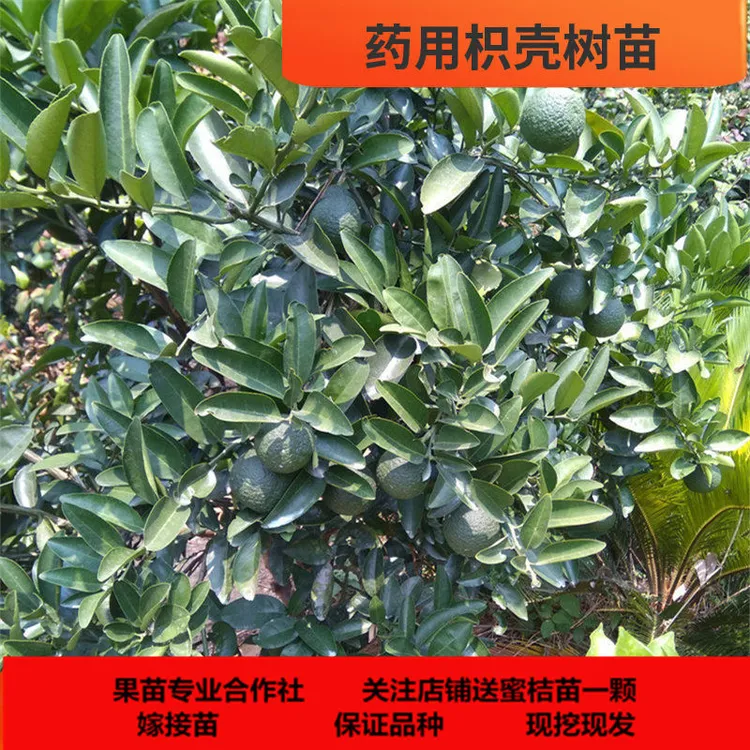 药用枳壳树苗泡柑药柑苗正宗嫁接良种枳壳湖南嫁接果树苗基地直发