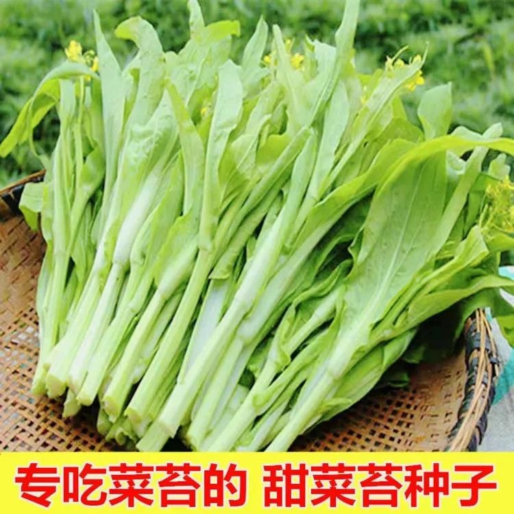 白菜苔种子种籽菜种苔菜四季菜心菜苔蔬菜孑菜芯四季优质种子大全