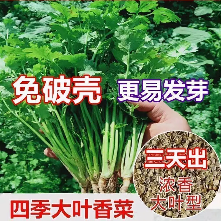 耐寒四季速生香菜种子三天出芽生长大叶芫荽种籽农家阳台盆栽