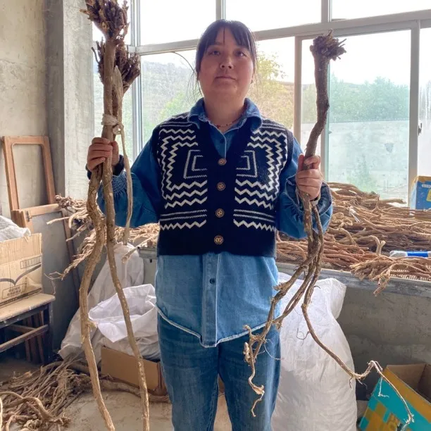 甘肃岷县老年份野生黄芪整根主根切片（整根切片，有大有小）