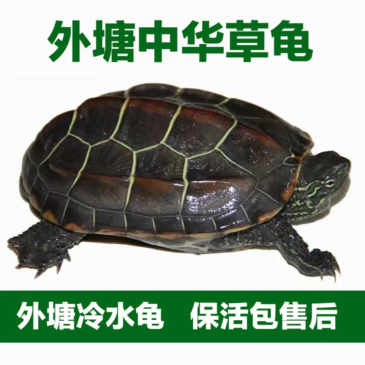 直播链接人工养殖中华草龟观赏龟外塘冷水刀刻金线草龟