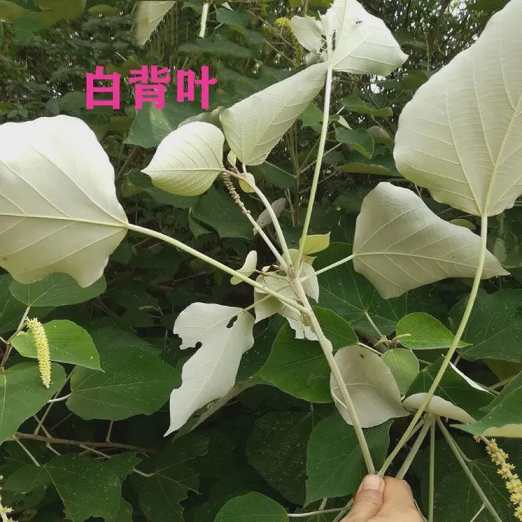 白背叶新鲜中药材白背桐潮汕白小娘白少娘白娘仔帽顶树白朴树
