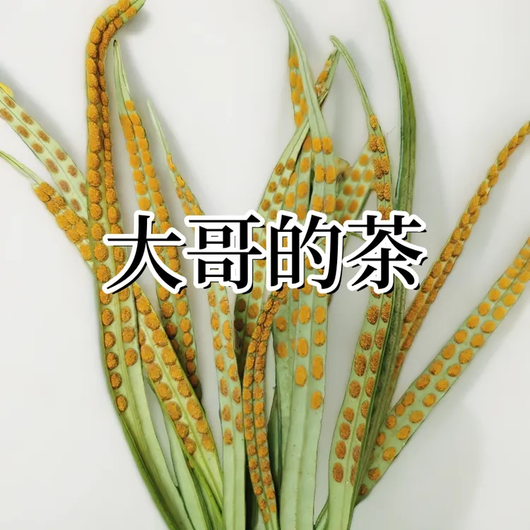 【黄金茶】长白山野生绿茶 嗷嗷茶滋补养生东北特产产地直发