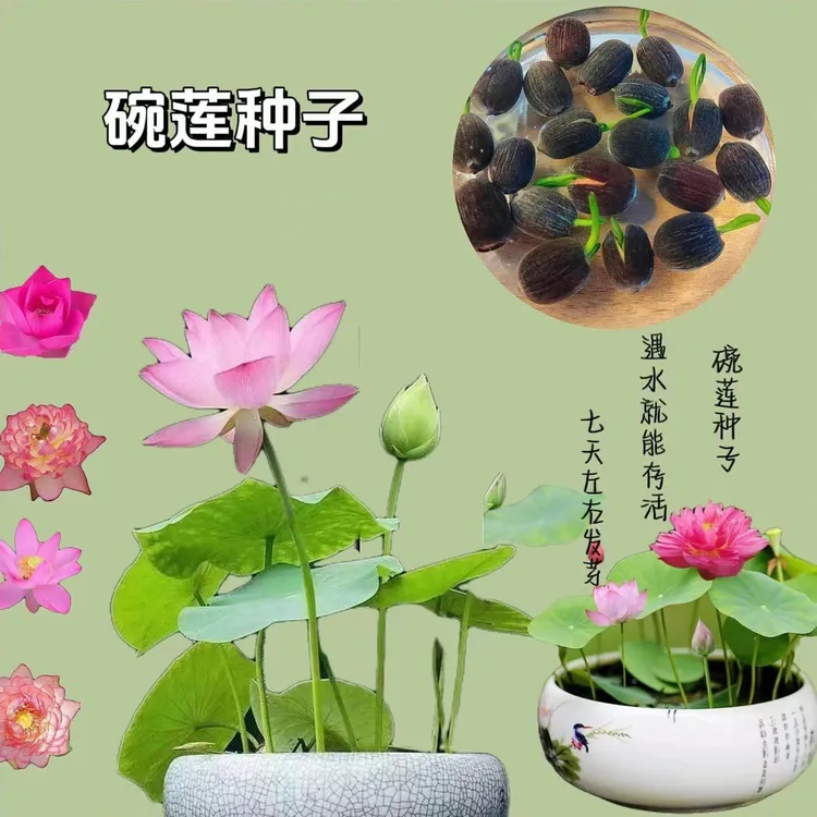 碗莲水培植物花卉室内花好养四季开花种子籽水养荷花盆栽客厅睡莲