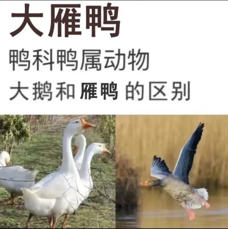 顺丰买一送一大雁鸭两只毛重12斤杀后8-9斤整只发货不带舌和珍