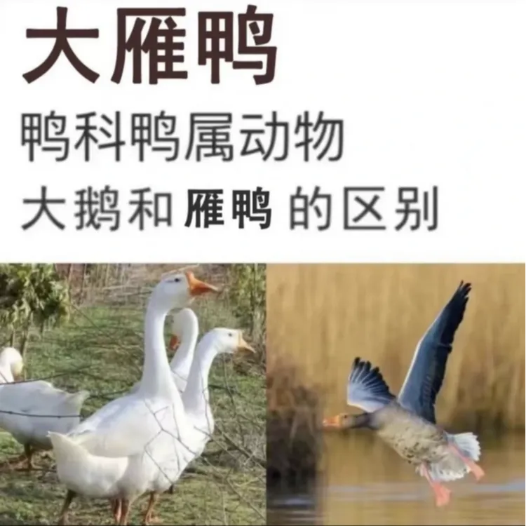 买1送1散养大雁鹅顺丰2只毛重12斤带翅膀内脏除舌头珍宰杀后8-9斤