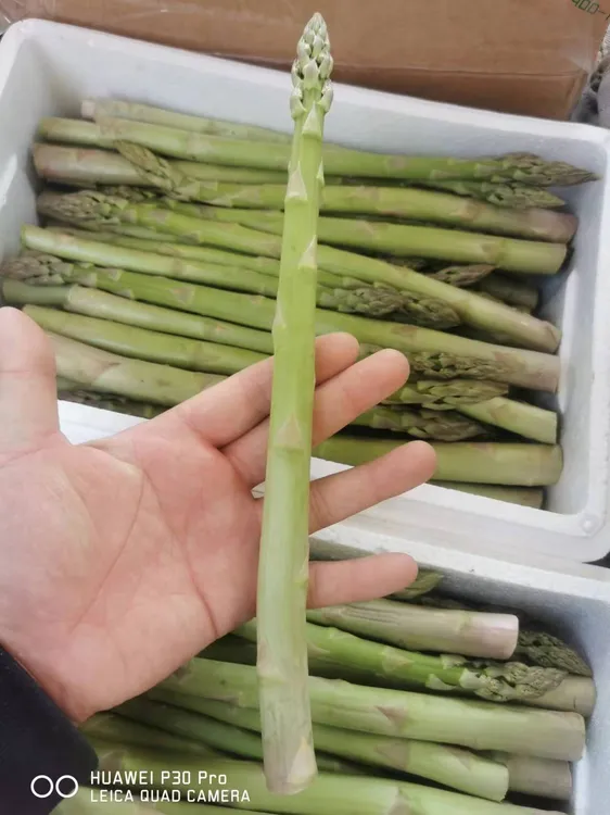 巨青新鲜芦笋龙须笋潍坊特产原产地直销现摘芦笋青笋白芦笋炒牛肉