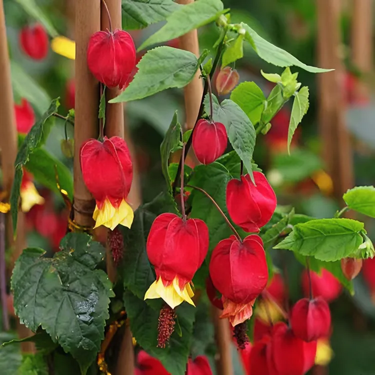 灯笼花苗爬藤植物盆栽蔓性风玲花阳台四季开花不断喜庆年宵花盆栽