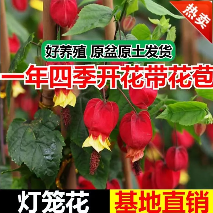 灯笼花苗爬藤植物盆栽蔓性风玲花四季花常青阳台观花绿植爬藤盆栽